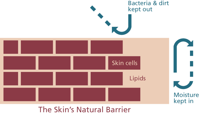 Diagram of the skin's natural barrier. 